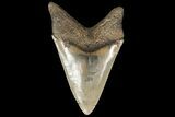 Serrated, Lower Fossil Megalodon Tooth - Georgia #78186-2